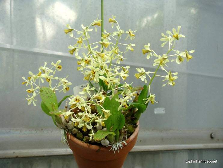 hoa-phong-lan-rung-dep-19[1].jpg