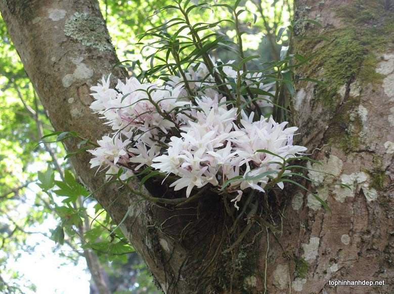 hoa-phong-lan-rung-dep-3[1].jpg