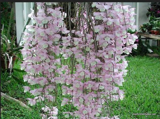 hoa-phong-lan-rung-dep-8[1].jpg