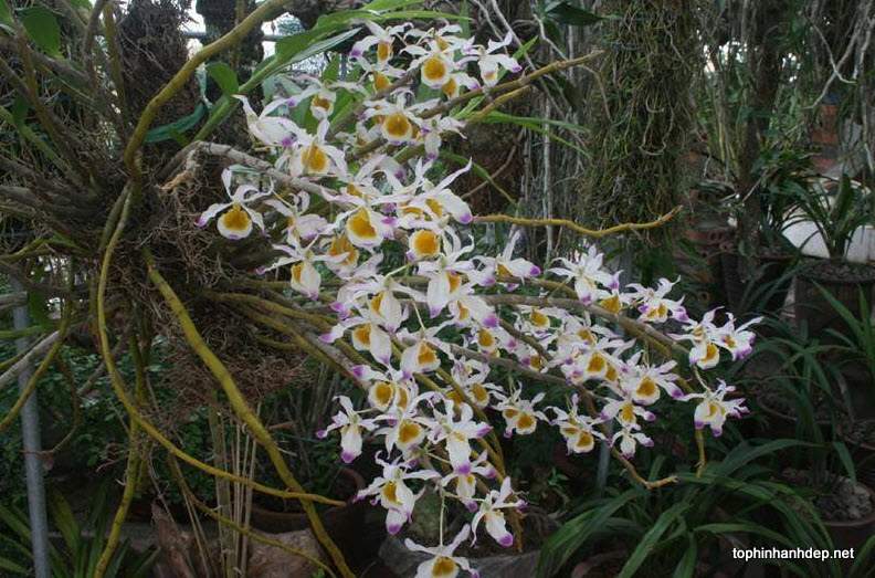 hoa-phong-lan-rung-dep-9[1].jpg