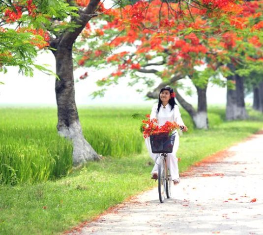hoa-phuong-2[1].jpg