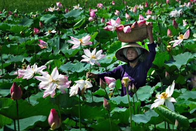 hoa-sen-dong-thap-muoi-dep[1].jpg