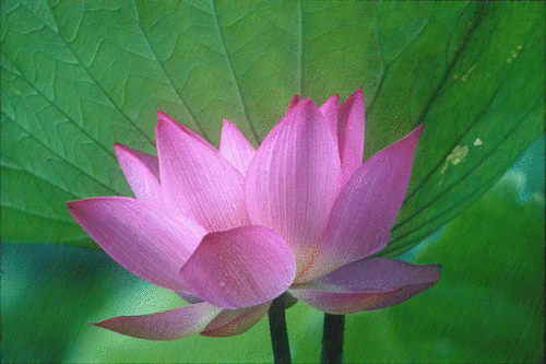 hoa_sen_trong_mua_4_5001_zpsf77f0cb3[1].gif