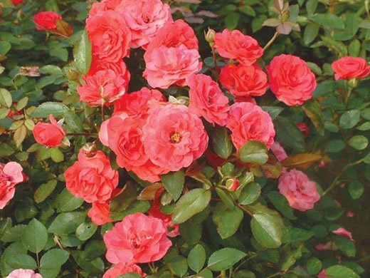 Hoeren_Floribunda_Roses[1].jpg