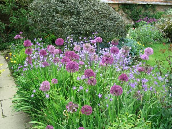 How-do-plants-grow-flower-bed[1].jpg