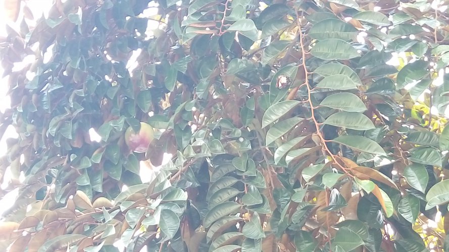 IMAG0097.jpg