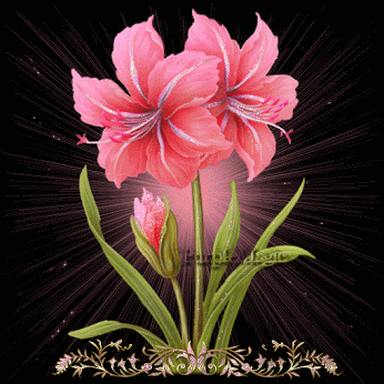 image.gif