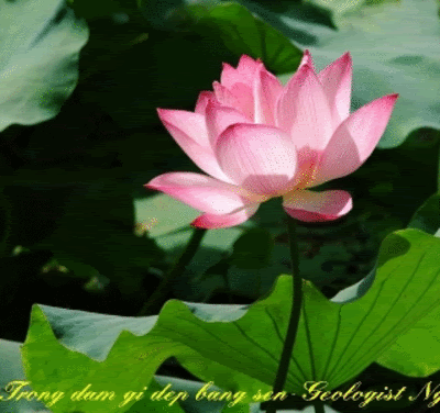 image.gif