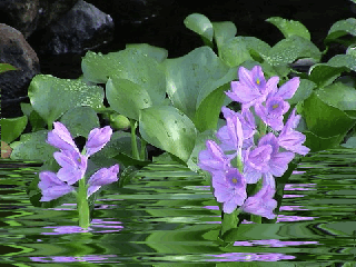 image.gif