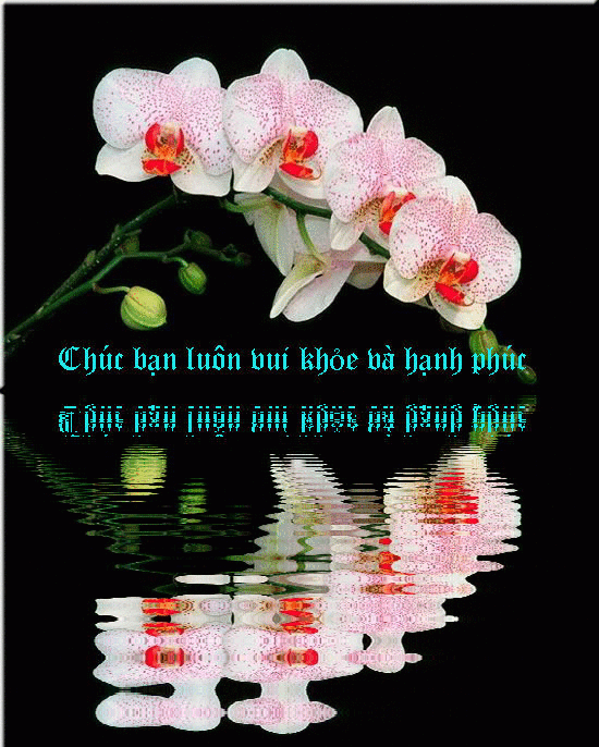image.gif