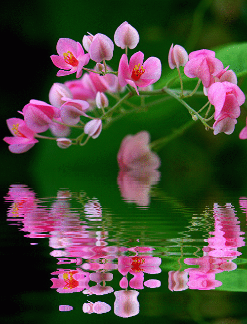image.gif