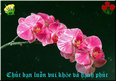 image.gif