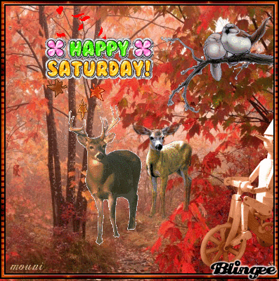 image.gif