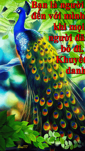 image.gif