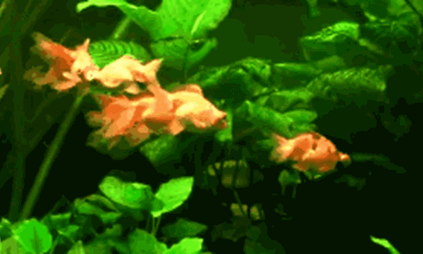 image.gif