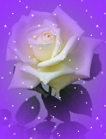 image.gif