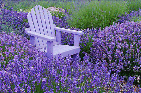 image.gif