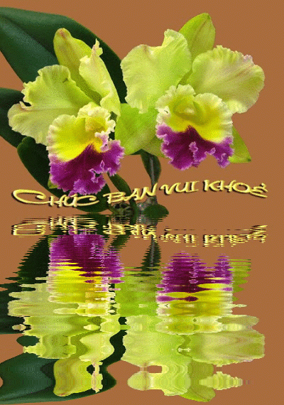 image.gif