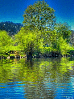 image.gif