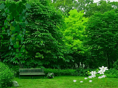 image.gif
