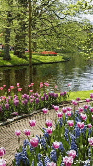 image.gif