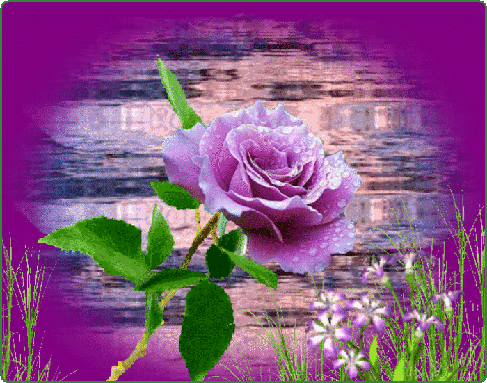 image.gif