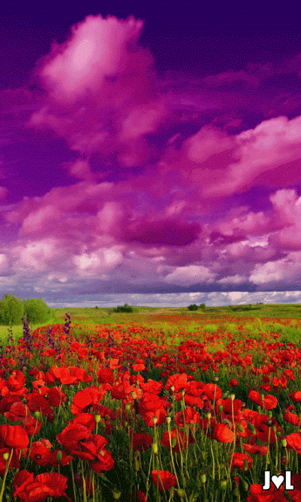 image.gif