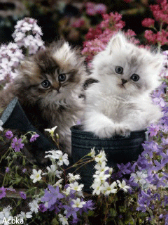 image.gif