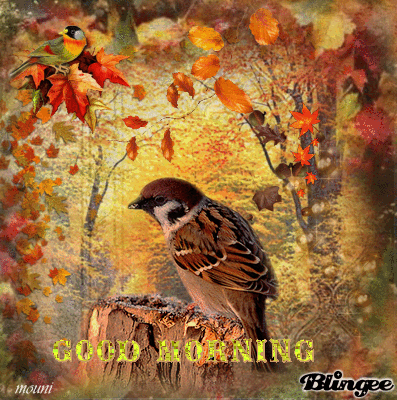 image.gif