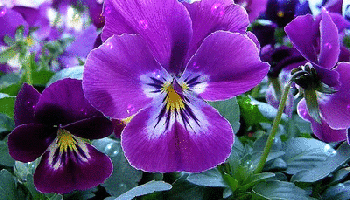 image.gif