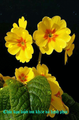 image.gif