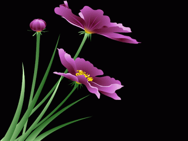 image.gif