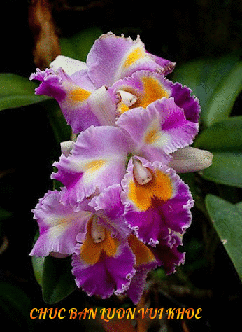 image.gif