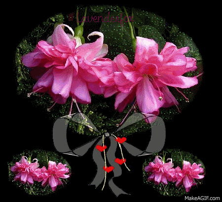 image.gif