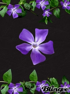 image.gif