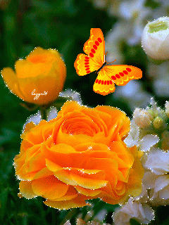 image.gif
