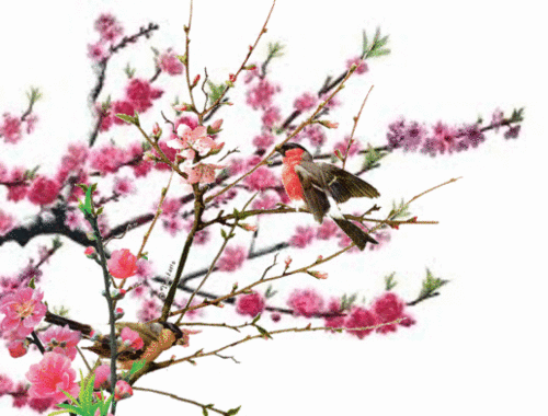 image.gif