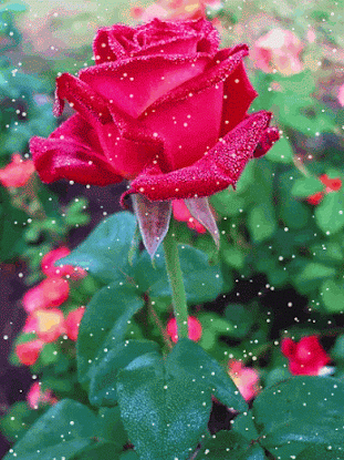image.gif