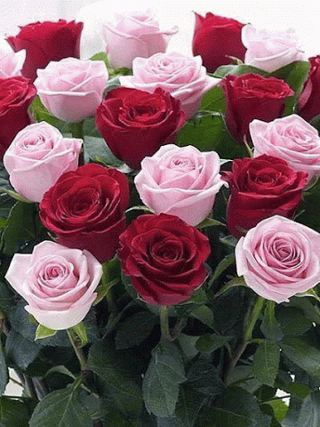 image.gif