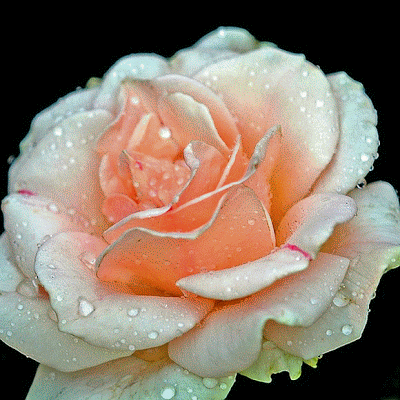 image.gif