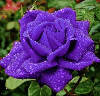 image.gif