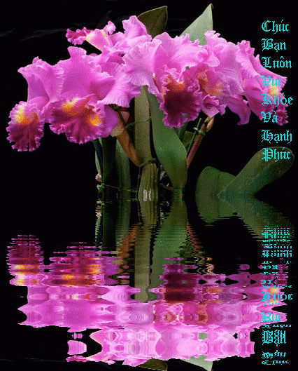 image.gif