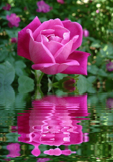 image.gif