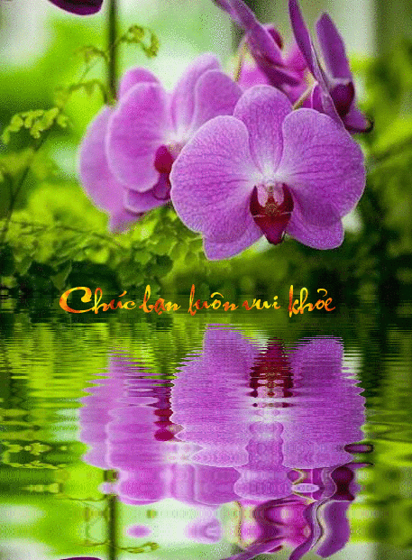 image.gif