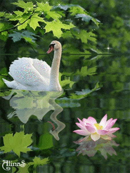 image.gif