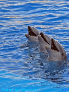 image.gif