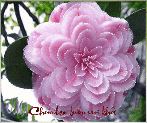 image.gif