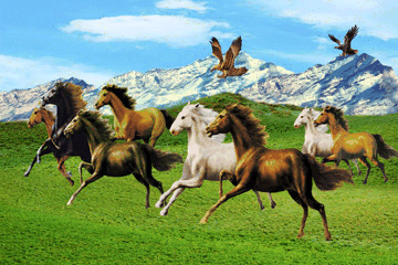 image.gif