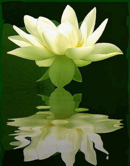 image.gif