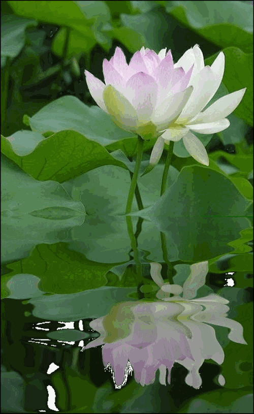image.gif